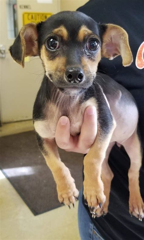 You might be wondering whether its time for you to adopt a dog for your own household as well Both people and pups benefit from dog adoption. . Chiweenie puppies for adoption